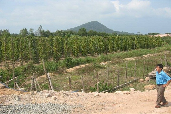 UBND huyện Phú Quốc mạnh tay xử lý những sai phạm đất nông nghiệp Phú Quốc